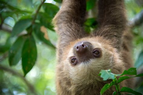 Tropical forests are the home to a huge number of animal species. Is the cure for cancer riding on the back of a sloth ...