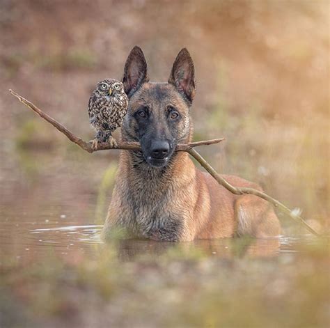 Photographer Captures The Unlikely Friendship Between A Dog And Owl