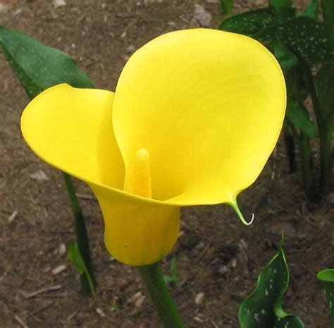 Calla Lily Zantedeschia Elliottiana In The Callas Database