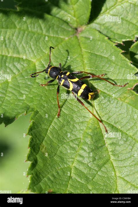 Wasp Beetle Clytus Arietis Cerambycidae Chrysomeloidea Coleoptera