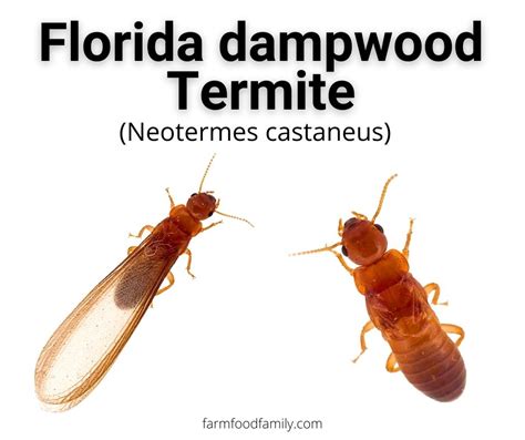 13 Different Types Of Termites With Pictures Identification Guide