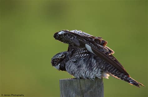 Common Nighthawk Photograph By James Petersen Fine Art America