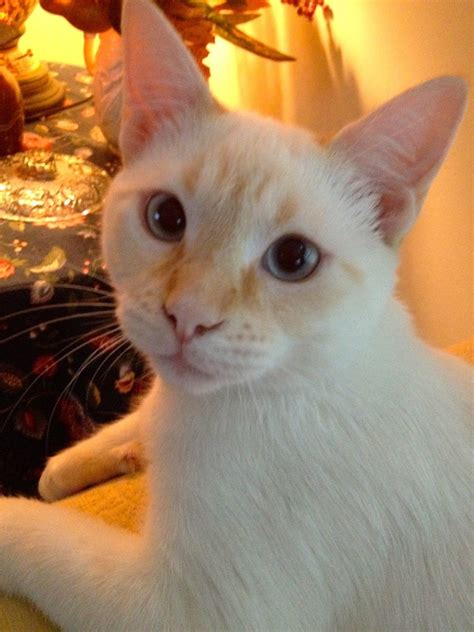 Snortin Grits Robert Redford The Red Flame Point Siamese
