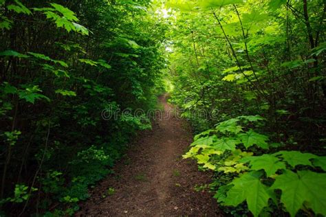 Path In Green Deciduous Forest Nature Background Stock Photo Image