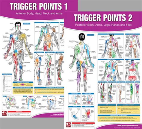trigger points professional fitness gym physiotherapy wall charts 2 poster set ebay