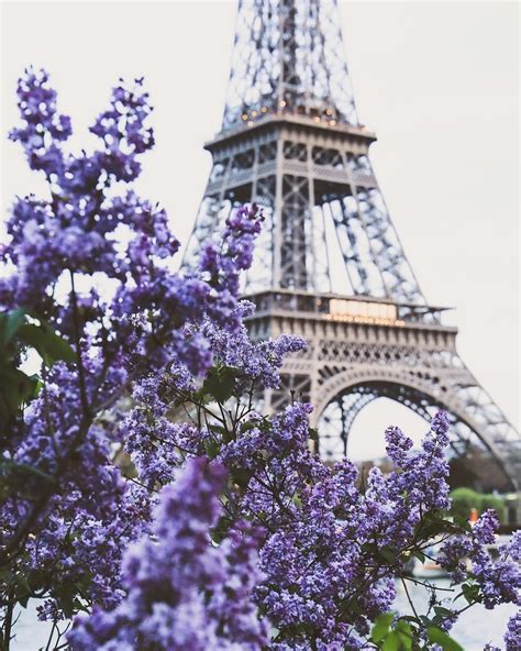 Paris The Eiffel Tower And Purple Flowers Dreamy Shot Paris