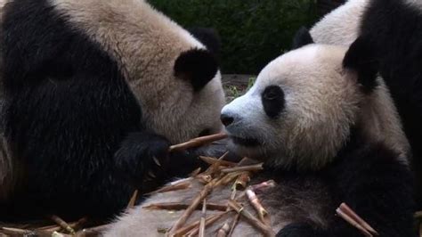 Eats Shoots And Rarely Breeds Giant Pandas Still At Risk