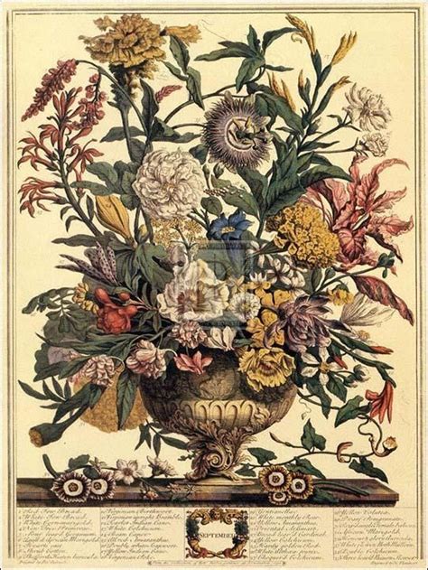 Robert Furber Twelve Months Of Flowers 1730september Open Edition