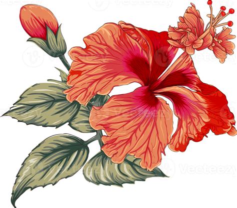 Bouquet Hibiscus Flower Drawing Transparency Backgroundfloral Object