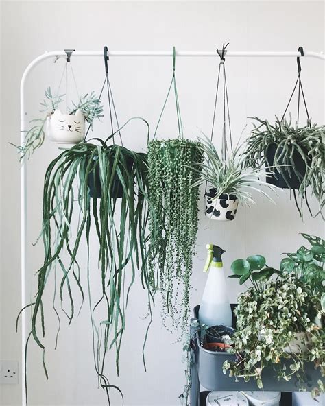 How To Hang Plants From Ceiling ~ Wallpaper Hd Bradford