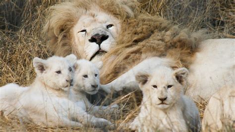 Hd White Lion Wallpapers Pixelstalknet