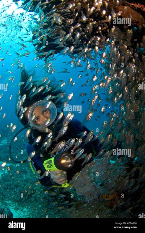 Bucear En Los Arrecifes De Coral De Indonesia Submarino Diver Diver