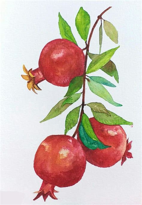 Pomegranates In Watercolor