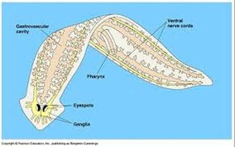 The Digestive System Platyhelminthes