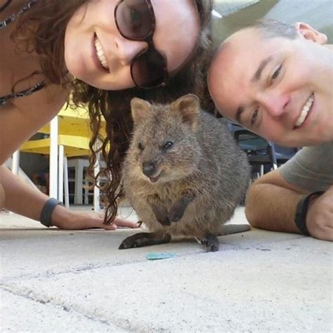 Adorable quokka smiles to the camera. Selfies With Quokkas Is The New Hotness In Australia ...
