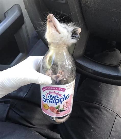 Max M Marin On Twitter So Much Trash In Philly This Possum Got Itself Stuck In A Diet Snapple