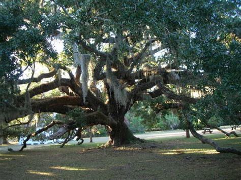 Live Oak Trees In Georgia Kortney Andrew