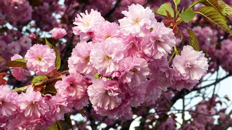 Sakura Cherry Blossom Full Hd Wallpaper And Background Image 1920x1080 Id650747