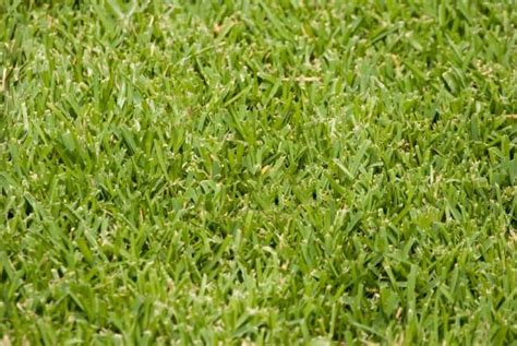 How To Transplant St Augustine Grass Runners Obsessed Lawn