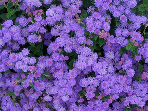 The color purple is a rare color to occur in nature, a combination of calming blue and fiery red. Spring and Summer Annuals | Louisiana Nursery