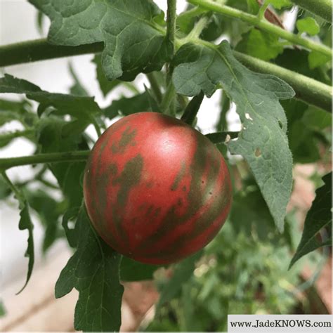 Growing Striped Green Or Black Vernissage Tomatoes