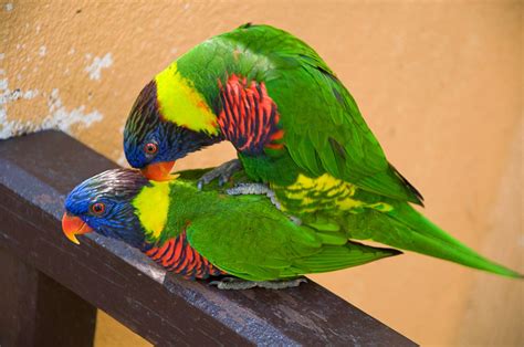 Signs Your Parrot Is Pregnant Parrot Website