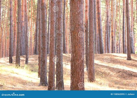 Pine Forest With Beautiful High Pine Trees Stock Image Image Of Pines
