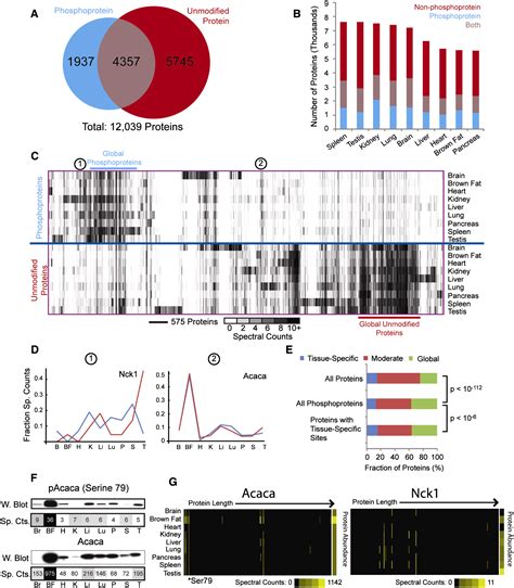 Cele mai bune proteine de origine vegetală includ. Proteine Atlas Rat - Cell atlas - USP5 - The Human Protein ...