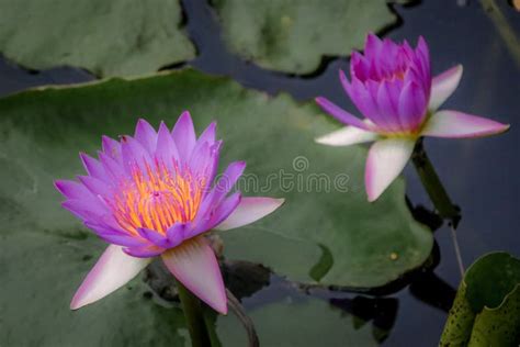 Beautiful Blue Water Lily Flowers In The Pond Stock Photo Image Of