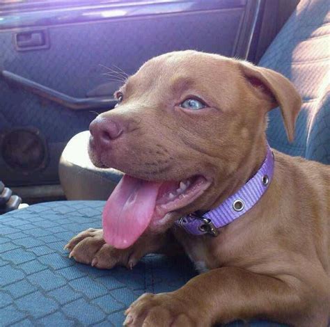 Blue Eyes N Big Paws Red Nose Pitbull Puppies Cute Animals Cute Dogs