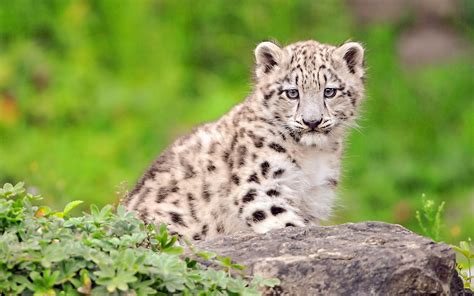 White Cutest Snow Leopard Cub Wallpapers 1920x1200 927314