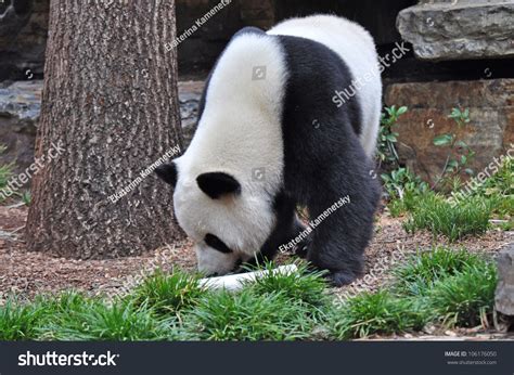 Giant Panda Bear Walking Stock Photo 106176050 Shutterstock