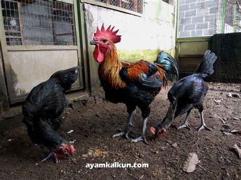 Ayam Pelung Legenda Ciri Khas And Cara Perawatan Serta Kajiannya