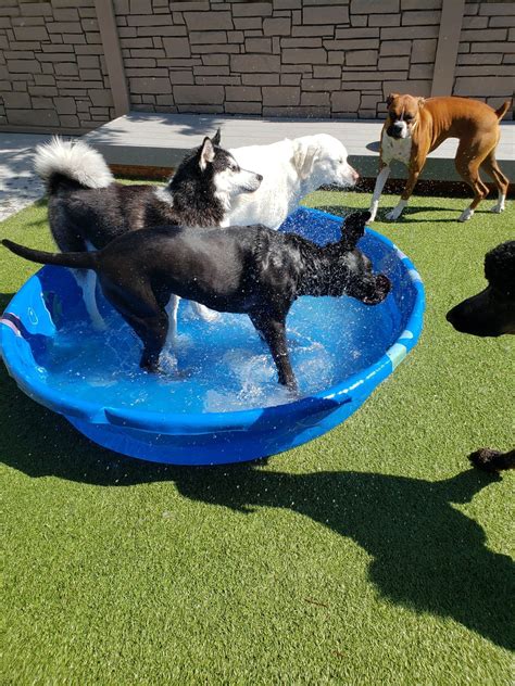 We provide everything you need to give your companion a bathing experience fit for a canine king or queen. Idaho Dog Park Photo Gallery | Boise, ID