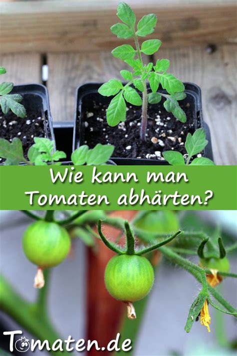 Die aussaat von tomatensamen ist einfacher, als sie denken. Tomaten werden meist zuhause vorgezogen, bevor sie raus in ...