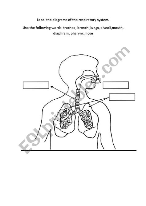Respiratory System Diagram Labeled Quiz