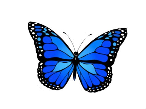 86 Blue Butterfly Png Vector For Free 4kpng