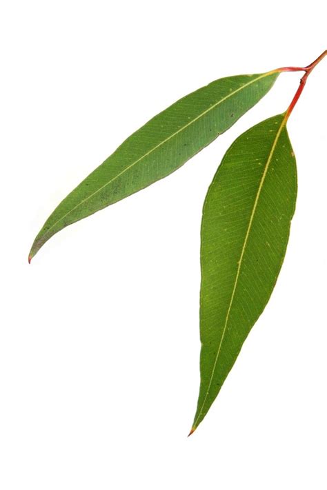Eucalyptus Leaf Clipart Free Download On Clipartmag