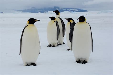 New Emperor Penguin Colonies Found In Antarctica Jane Jane Jane