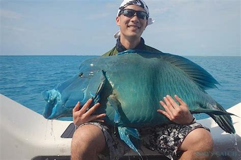 Humphead Wrasse Fishing Species Guide Charters And