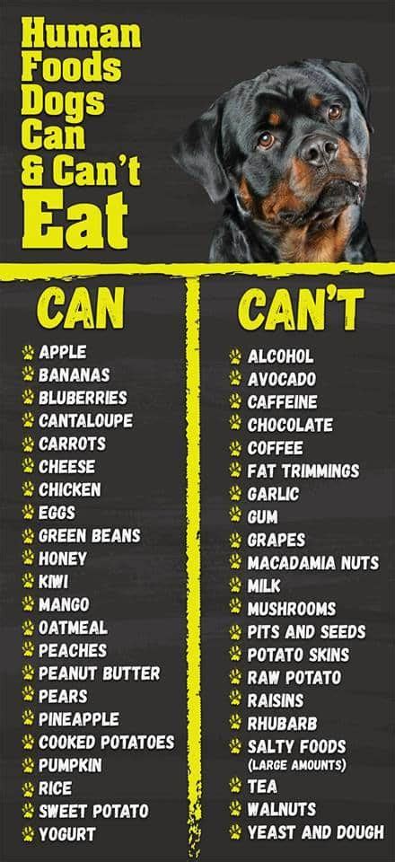 Be patient and take your time with this. 30 Human Foods Dogs Can And Can't Eat - Rottweiler Life