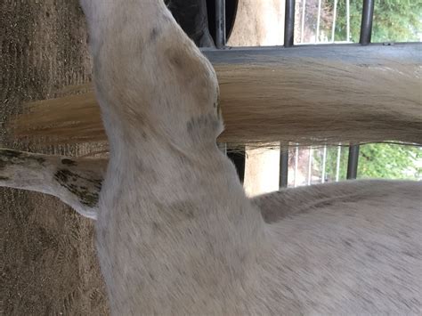 Its presence is variable in humans. Comstock Equine Hospital - Veterinarian in Reno, NV US ...