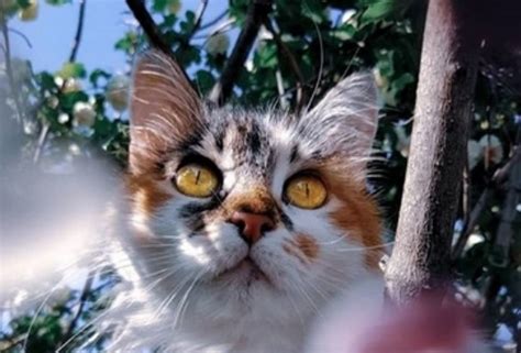 Top 38 Female Calico Cat Names Petpress