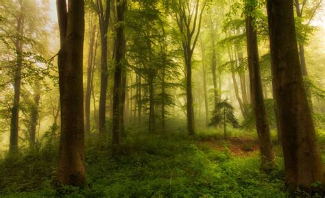 Woodland Wallpapers Top Free Woodland Backgrounds Wallpaperaccess