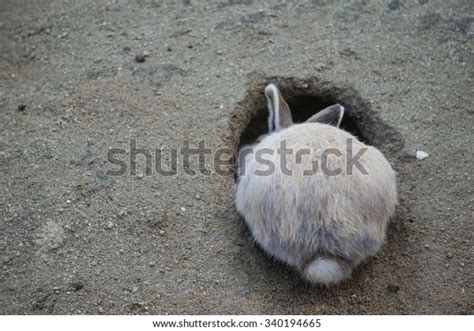 Rabbit Digging Hole Stock Photo Edit Now 340194665