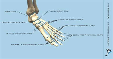 The Classification Of The Joints In Foot And Ankle