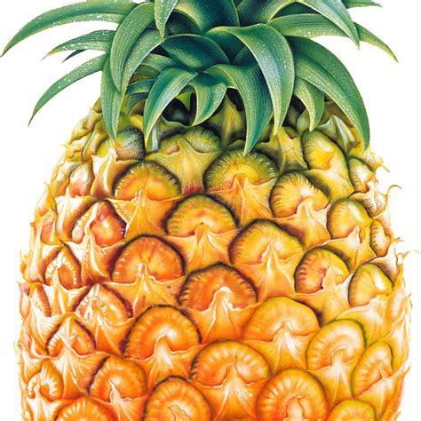 Pineapple Clipart Animated Pineapple Animated Transparent Free For