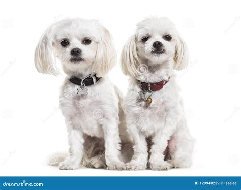 Maltese Dogs 4 Years Old Sitting Against White Background Stock Image