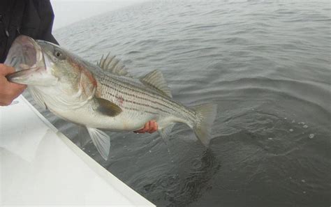 Striper Fishing Nyc Kenjo Fly Fishing Charters