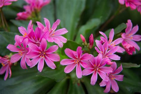 Wallpaper Blossom Pink Flower Flora Blomma Petal